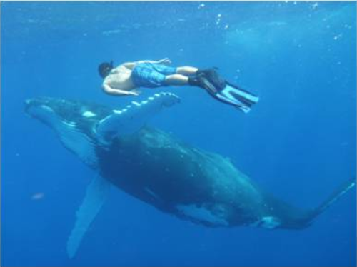 A Tonga, nuotare con le balene nelle “isole dell’amicizia”